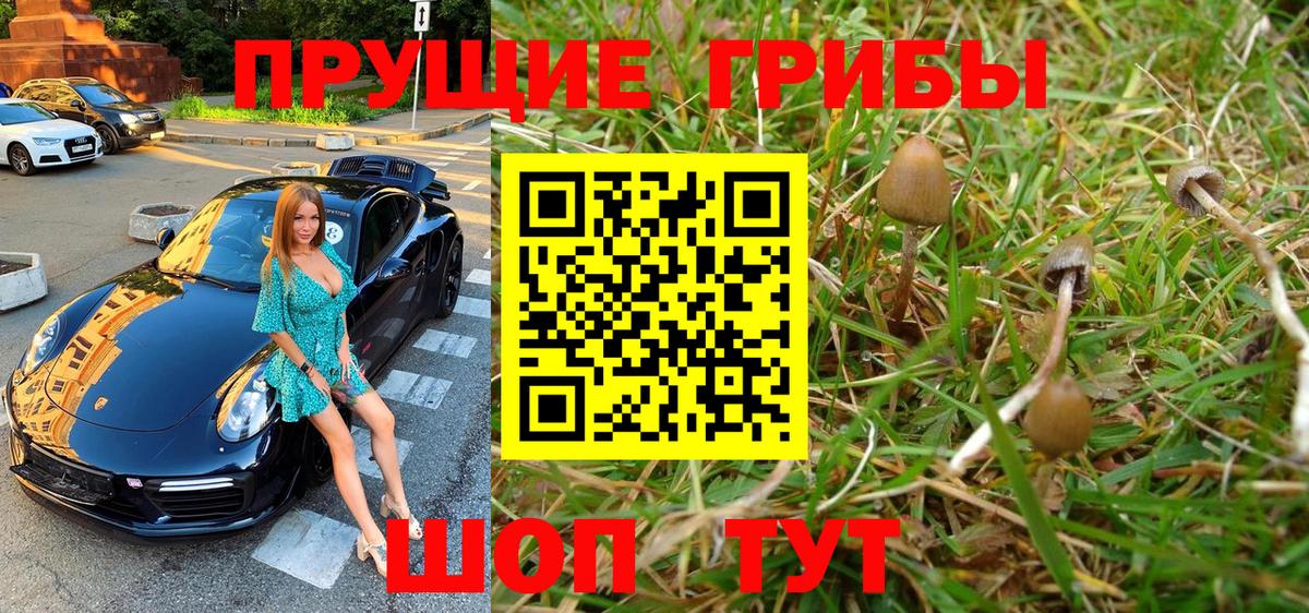 Псилоцибиновые грибы Cubensis Минусинск